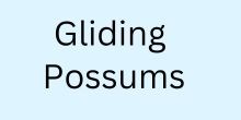 Gliding Possums